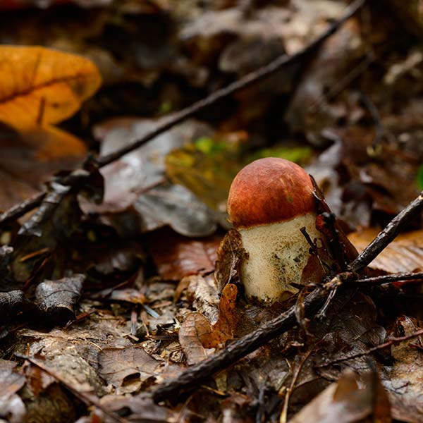 Jornades_micologiques_camp_de_morvedre_boletus